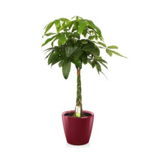 Пахира + Lechuza Classico