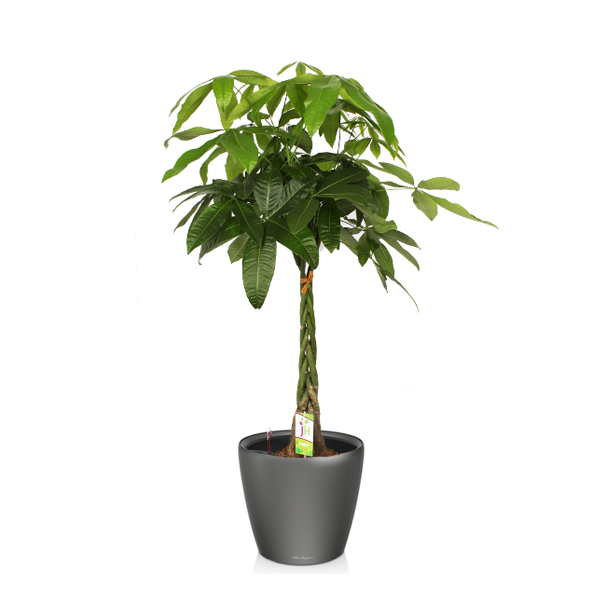 Пахира + Lechuza Classico