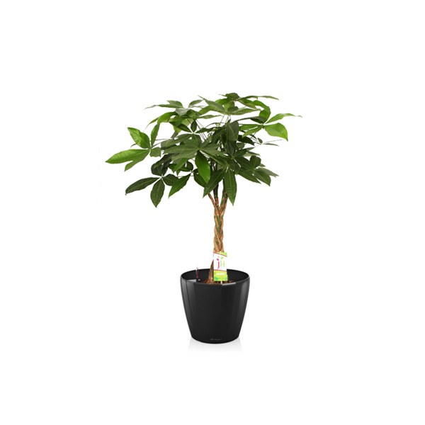 Пахира + Lechuza Classico