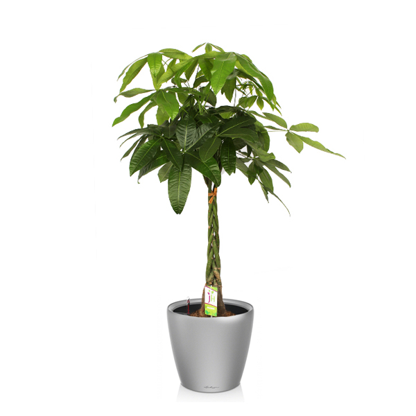 Пахира + Lechuza Classico