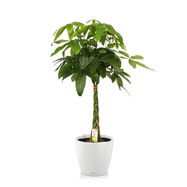 Пахира + Lechuza Classico