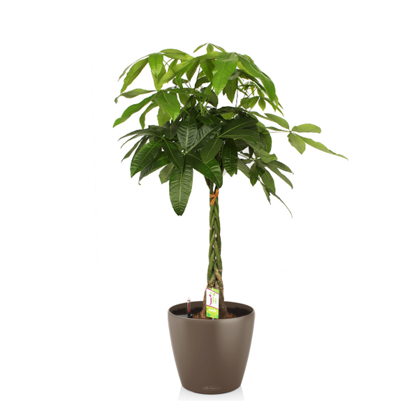 Пахира + Lechuza Classico