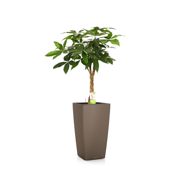 Пахира + Lechuza Cubico