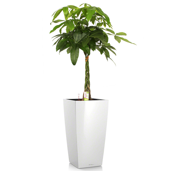 Пахира + Lechuza Cubico