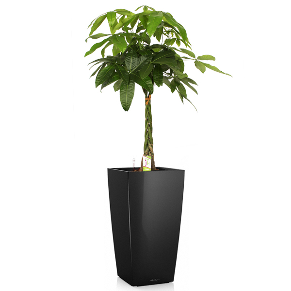 Пахира + Lechuza Cubico