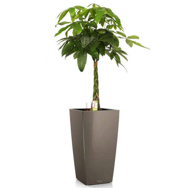 Пахира + Lechuza Cubico