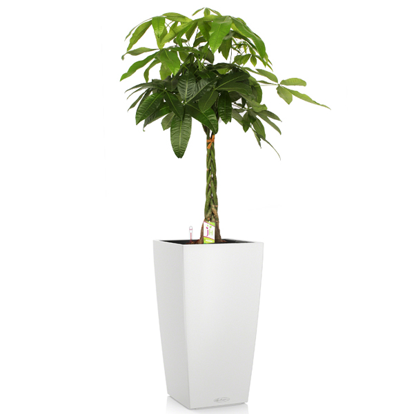 Пахира + Lechuza Cubico