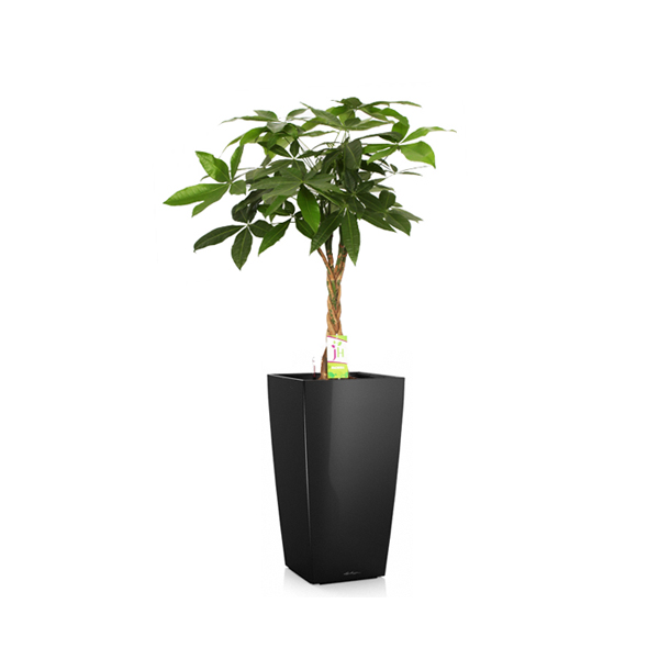 Пахира + Lechuza Cubico