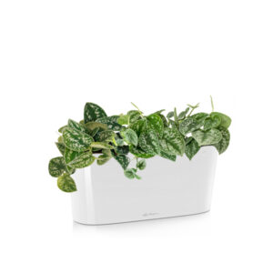 Сциндапсус Пиктус + Lechuza Delta 20