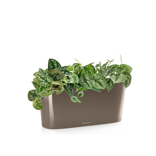 Сциндапсус Пиктус + Lechuza Delta 20