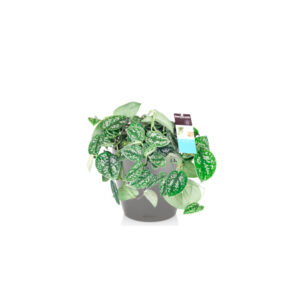 Сциндапсус Пиктус + Lechuza Classico 21