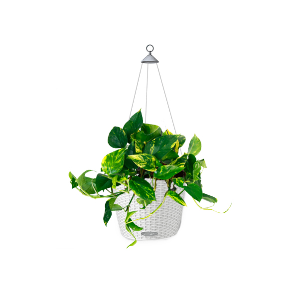 Эпипремнум Ауреум + Lechuza Nido