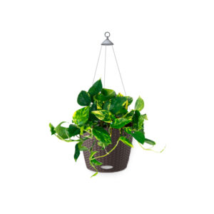 Эпипремнум Ауреум + Lechuza Nido