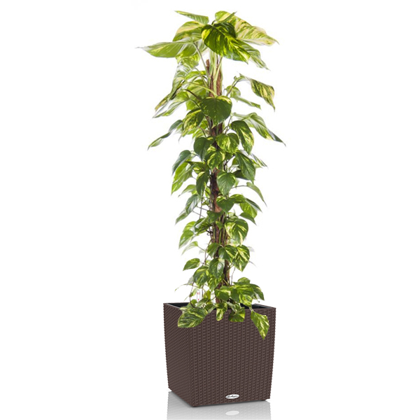 Эпипремунм Ауреум + Lechuza Cube 40