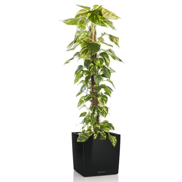 Эпипремунм Ауреум + Lechuza Cube 40