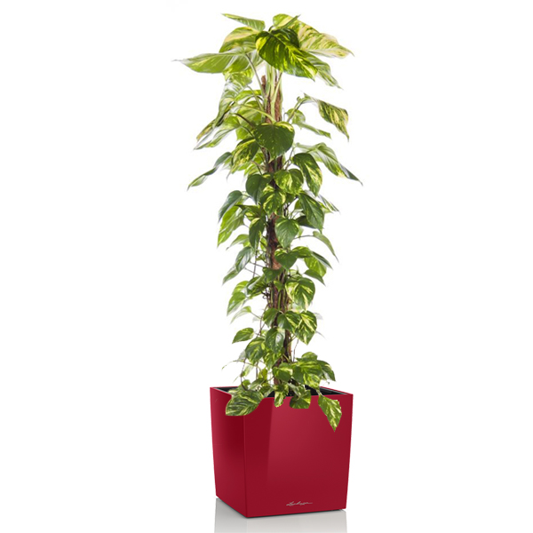 Эпипремунм Ауреум + Lechuza Cube 40