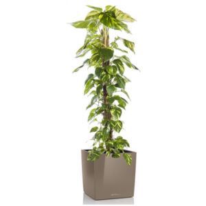 Эпипремунм Ауреум + Lechuza Cube 40