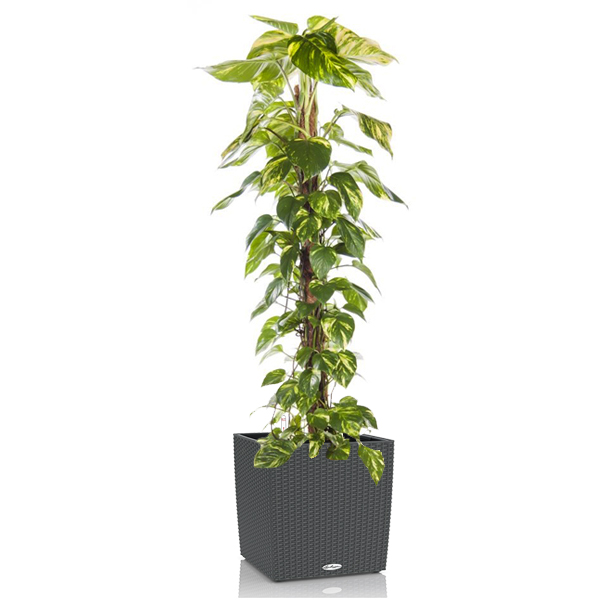 Эпипремунм Ауреум + Lechuza Cube 40