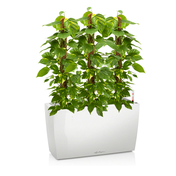 Эпипремнумы + Lechuza Cararo