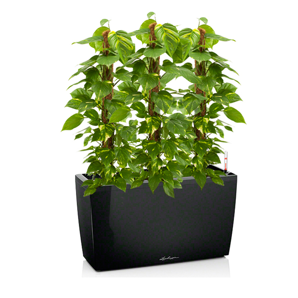 Эпипремнумы + Lechuza Cararo