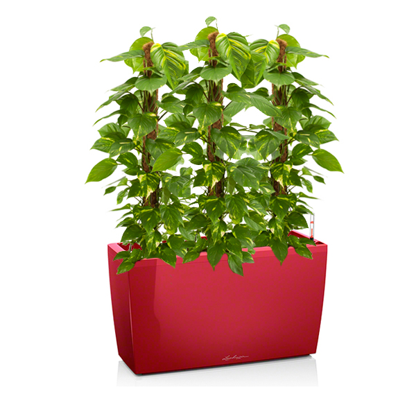 Эпипремнумы + Lechuza Cararo