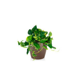 Эпипремнум Ауреум + Lechuza Classico 21