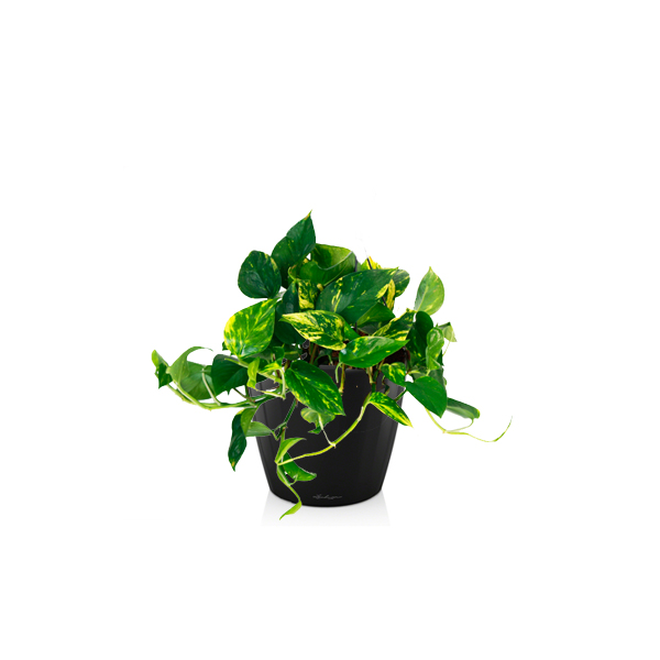 Эпипремнум Ауреум + Lechuza Classico 21