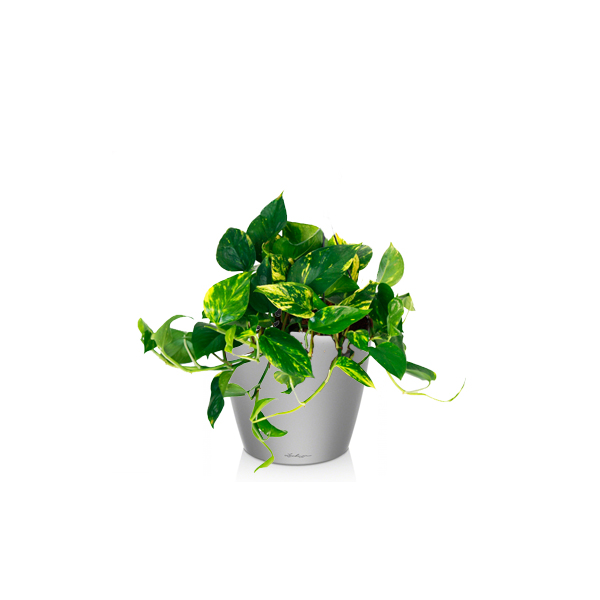 Эпипремнум Ауреум + Lechuza Classico 21