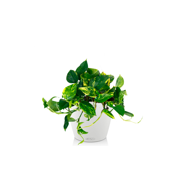 Эпипремнум Ауреум + Lechuza Classico 21