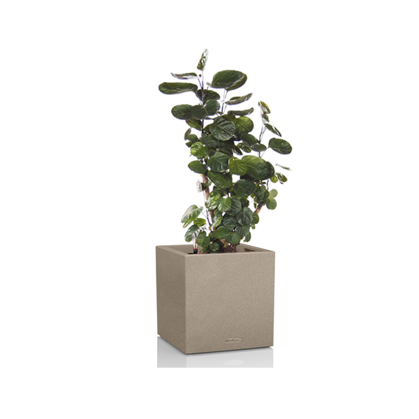 Полисциас + Lechuza Canto