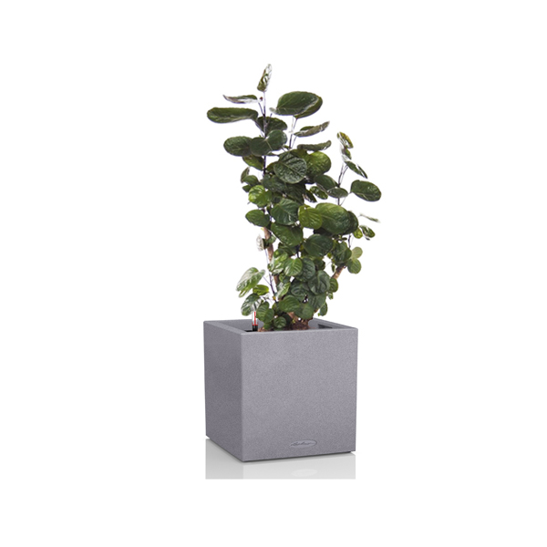 Полисциас + Lechuza Canto