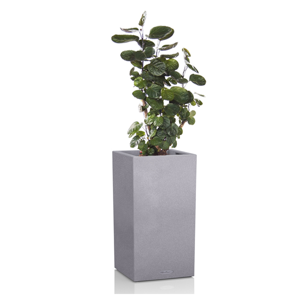 Полисциас + Lechuza Canto