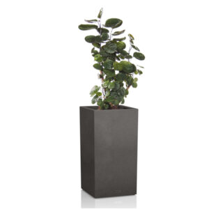 Полисциас + Lechuza Canto