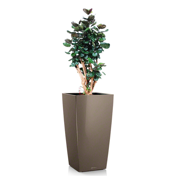 Полисциас + Lechuza Cubico