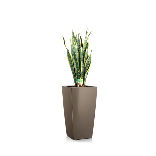 Сансевиерия Лауренти + Lechuza Cubico