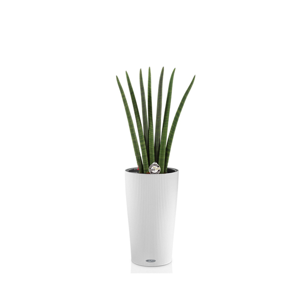 Сансевиерия Фан + Lechuza Cilindro 23