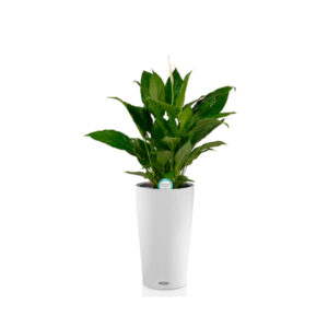 Спатифиллум + Lechuza Cilindro