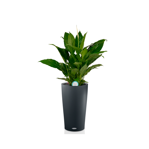 Спатифиллум + Lechuza Cilindro