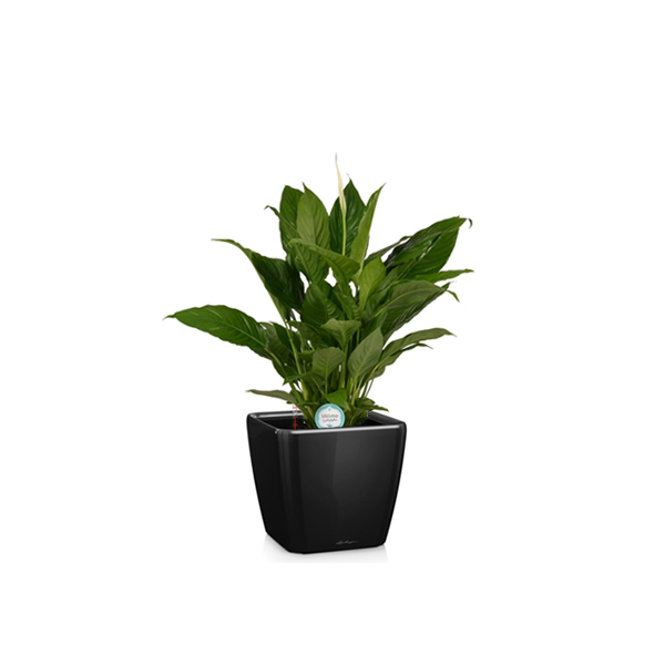 Спатифиллум + Lechuza Quadro 21