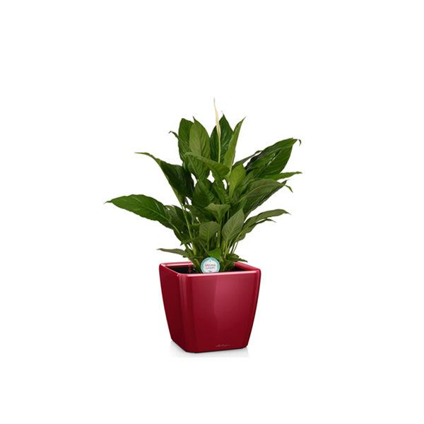 Спатифиллум + Lechuza Quadro 21