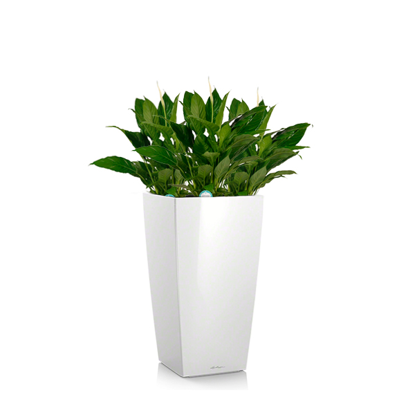 Спатифиллумы + Lechuza Cubico