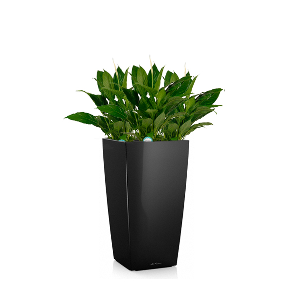 Спатифиллумы + Lechuza Cubico