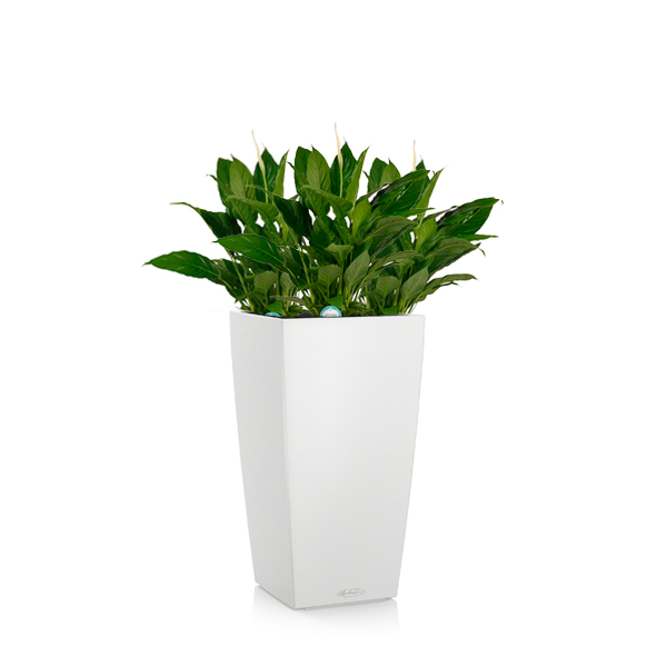 Спатифиллумы + Lechuza Cubico