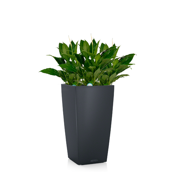 Спатифиллумы + Lechuza Cubico