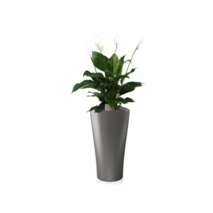 Спатифиллумы + Lechuza Delta