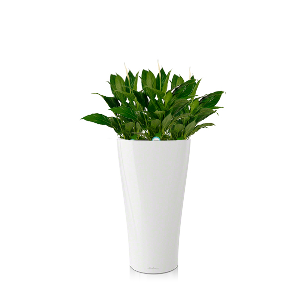 Спатифиллумы + Lechuza Delta