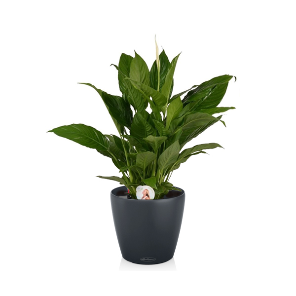 Спатифиллум + Lechuza Classico