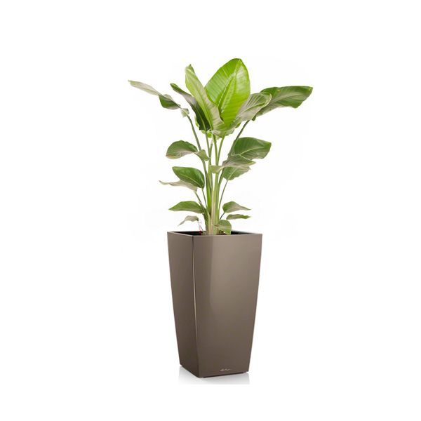 Стрелиция + Lechuza Cubico 30