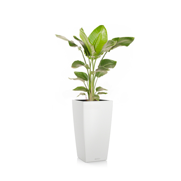 Стрелиция + Lechuza Cubico 30