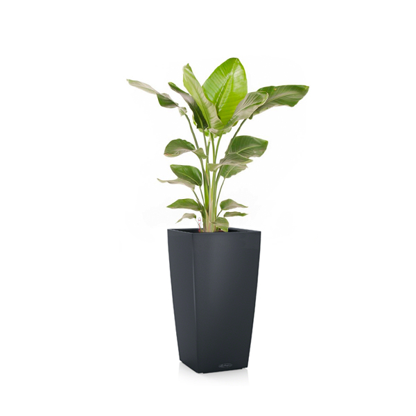 Стрелиция + Lechuza Cubico 30